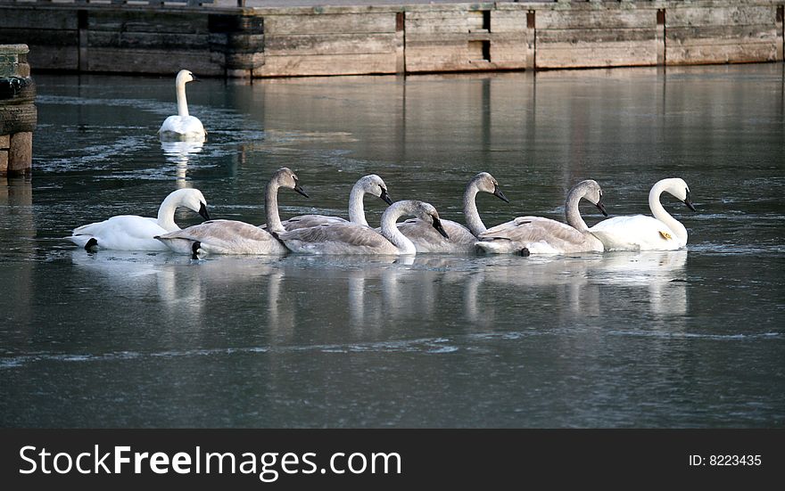 Flock of swans swimming in chain