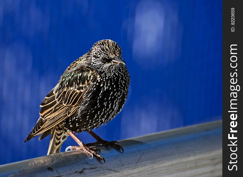 Starling on a pole on a blue blur background