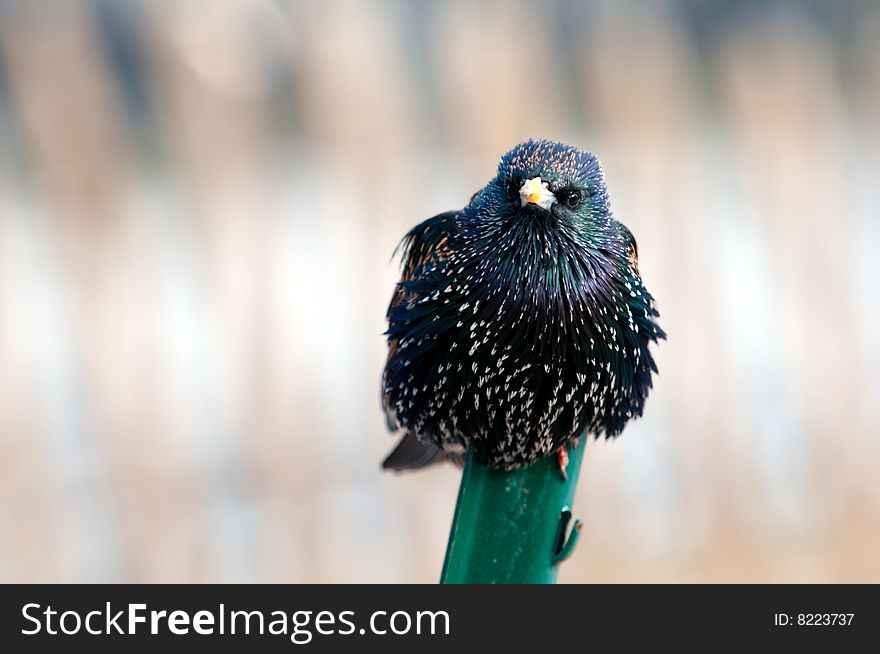 The curious starling on a metal stick has noticed the photographer