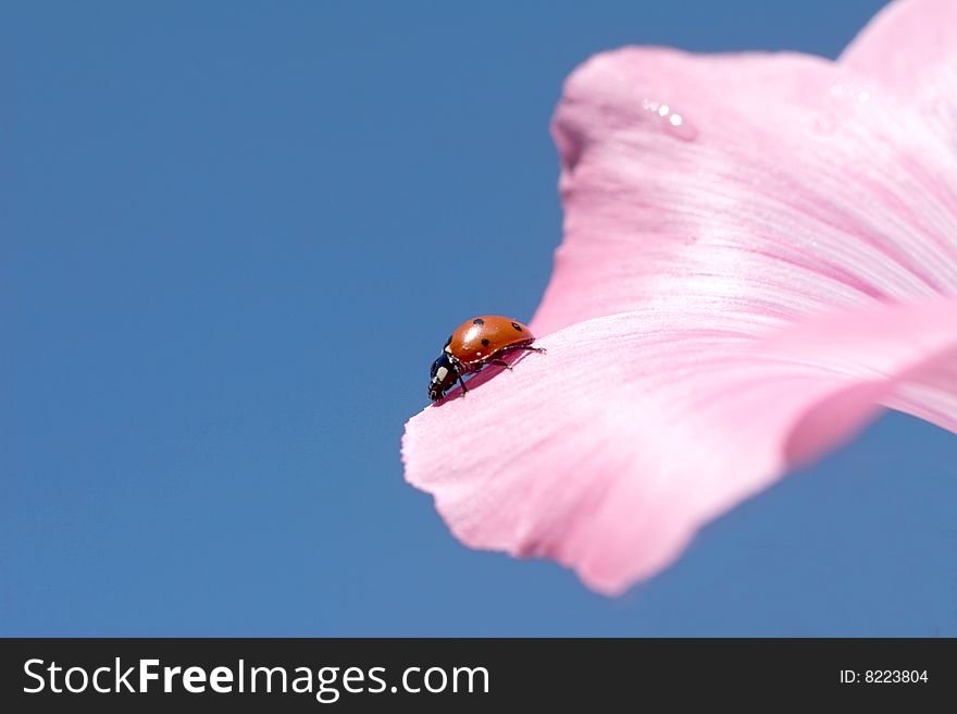 Ladybird Creeps On A Petal