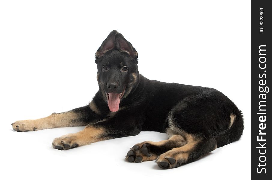 The sheep-dog puppy on a white background