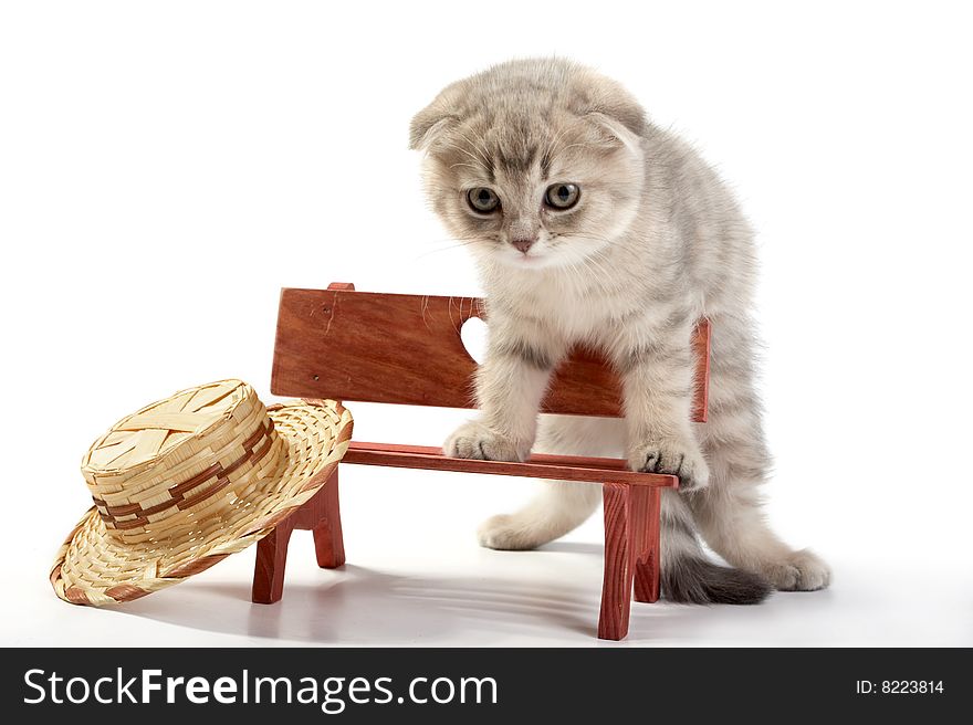 The grey cat sits on a bench