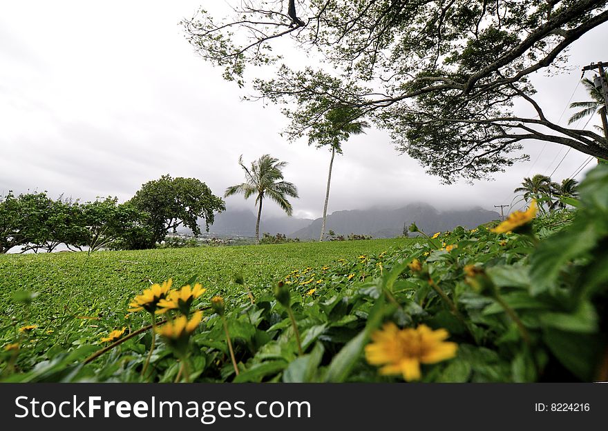 This is a view from a park in Kaneohe looking from the daisies to the mountains. This is a view from a park in Kaneohe looking from the daisies to the mountains.