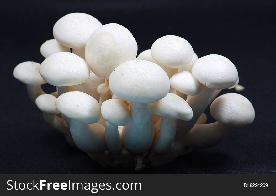 White beech mushrooms isolated on black