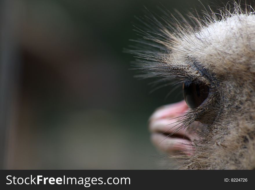 Ostrich looking to the side with a thoughtful facial expression. Ostrich looking to the side with a thoughtful facial expression