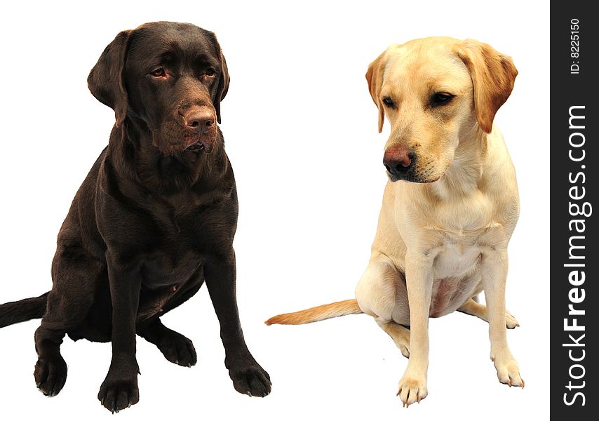 A shot of two labrador retrievers on white