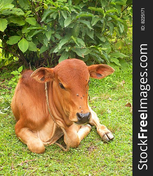 Sweet little calf in Ethiopian village. Sweet little calf in Ethiopian village