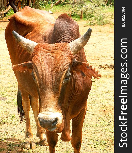 An Ethiopian cow with strangely cut ears. An Ethiopian cow with strangely cut ears