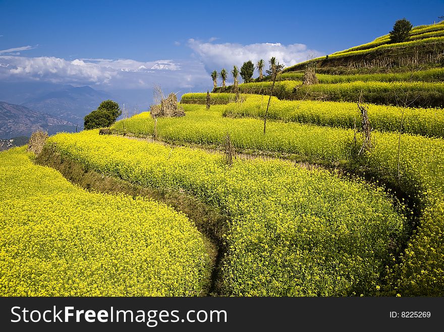 plantation with bloom yellow flower. plantation with bloom yellow flower