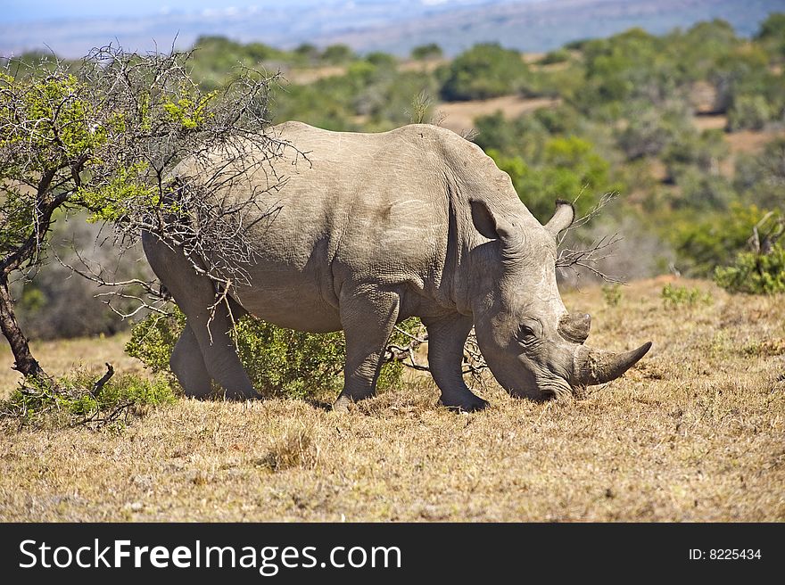 The African Savannah is home to the endangered Rhino. The African Savannah is home to the endangered Rhino