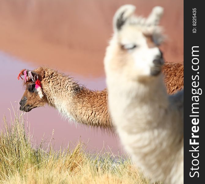 Lama near laguna Colorado