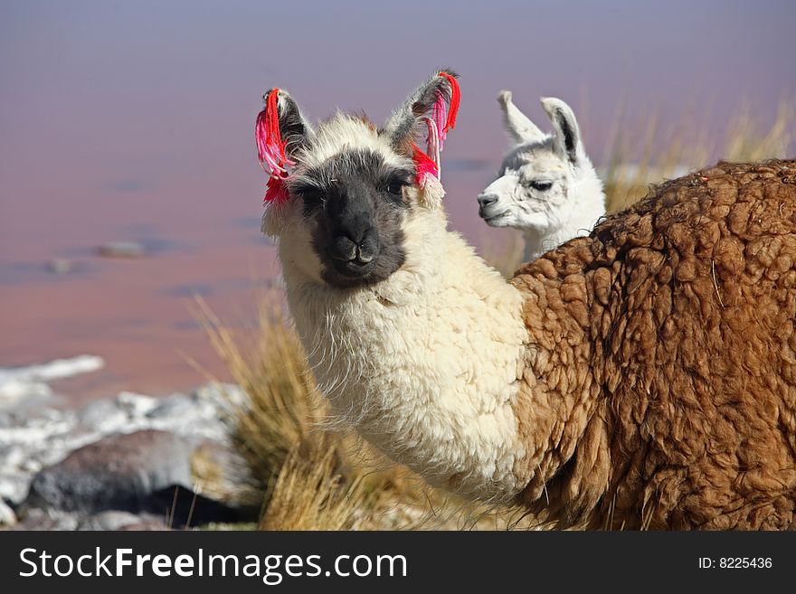 Lama near laguna Colorado Bolivia