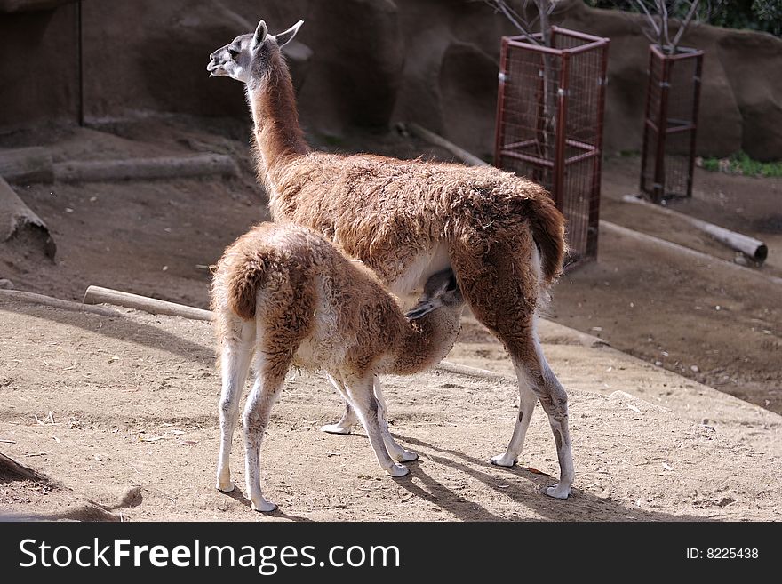 A Vicuna mother is suckling her kid. A Vicuna mother is suckling her kid.