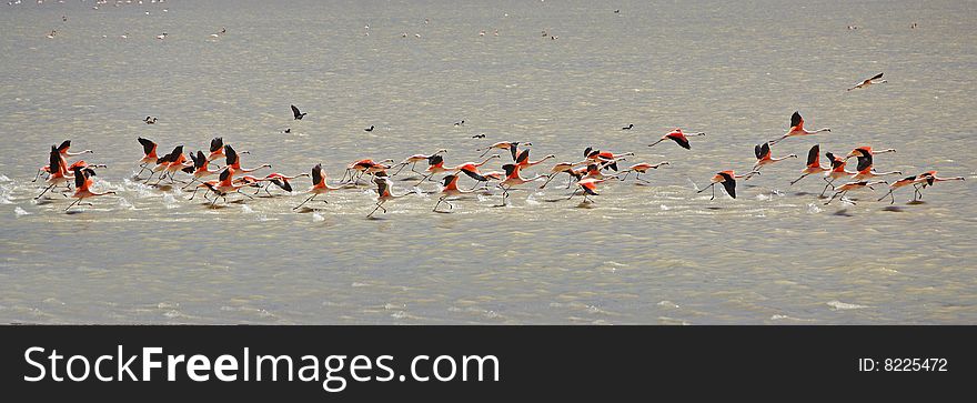 Flock of flamingos Laguna celeste bolivia