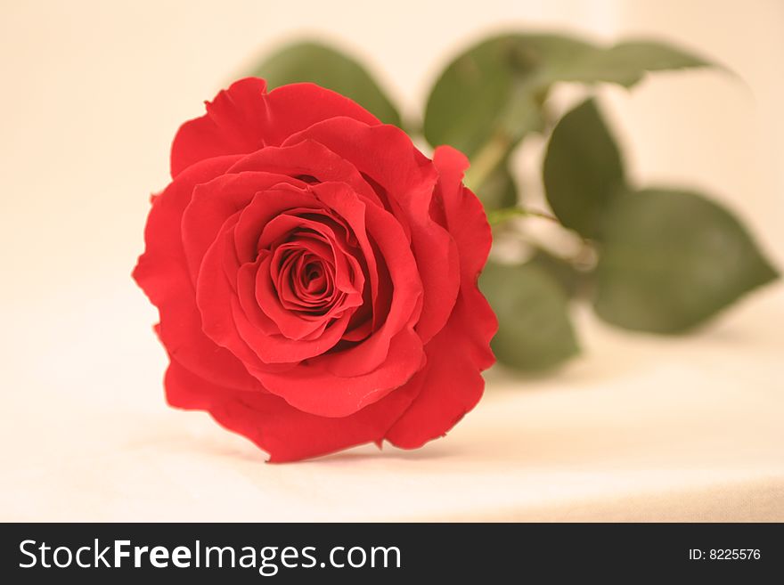 The big red rose on a white background