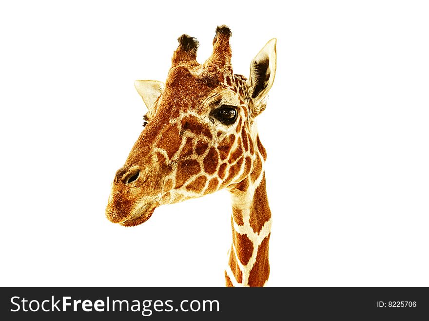 Giraffe closeup on white background