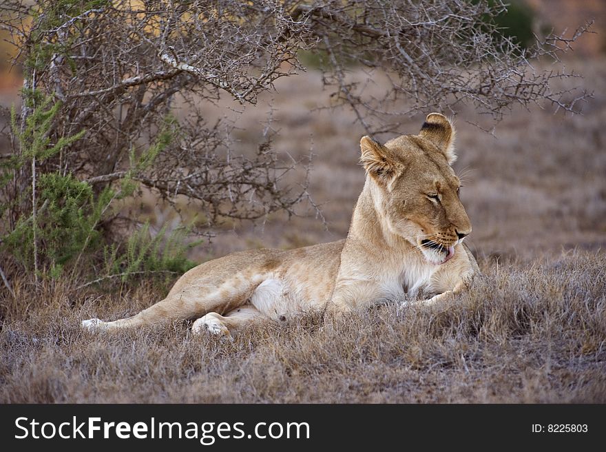 A young lioness cleans herself before starting to hunt. A young lioness cleans herself before starting to hunt