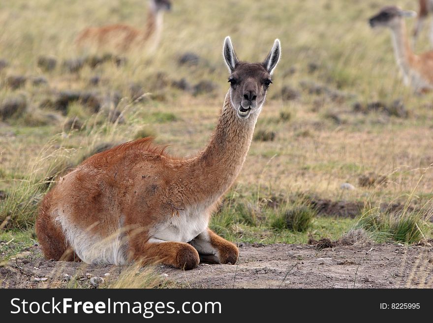 Guanaco At Torres Del Paine