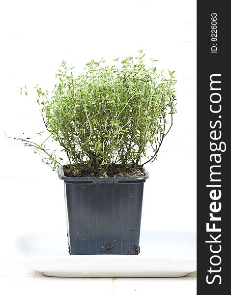 Green savory aromatic herb, spice in a pot. Green savory aromatic herb, spice in a pot