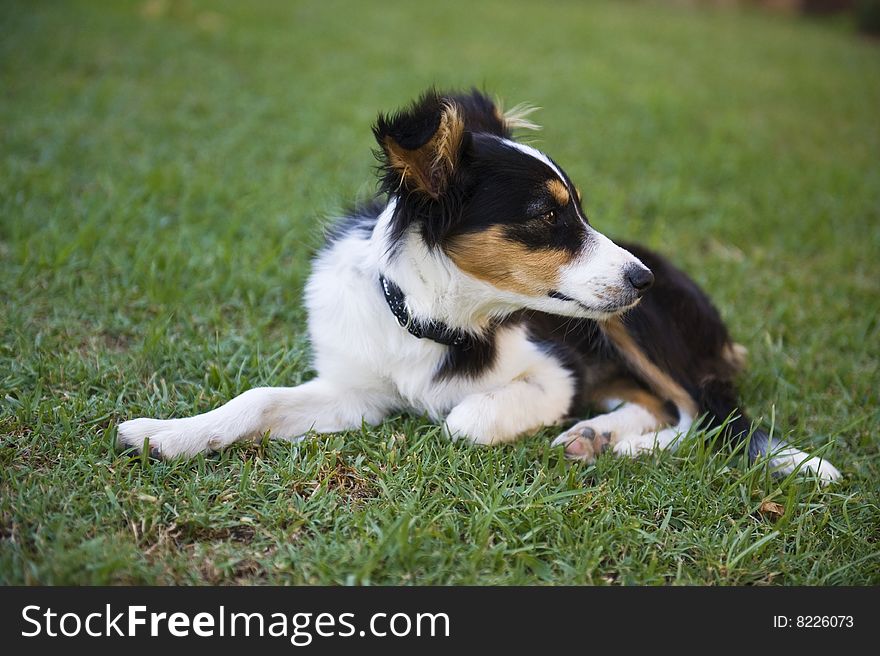 A cute Border Collie Puppy will soon be a top Worker. A cute Border Collie Puppy will soon be a top Worker