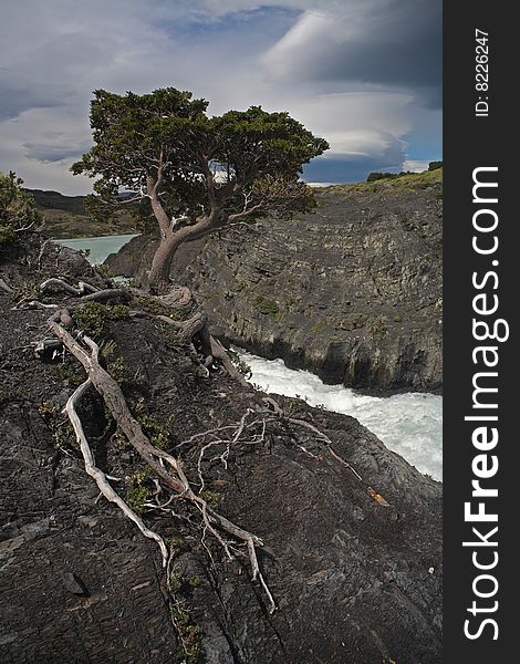 Beech tree in the torres del paine