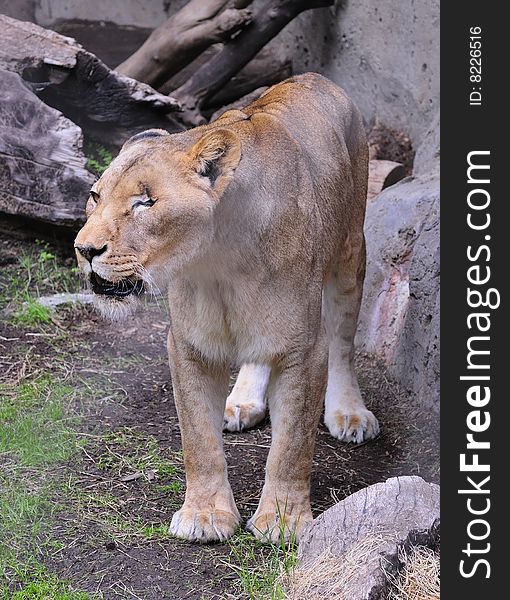 An one-eyed lioness roaring