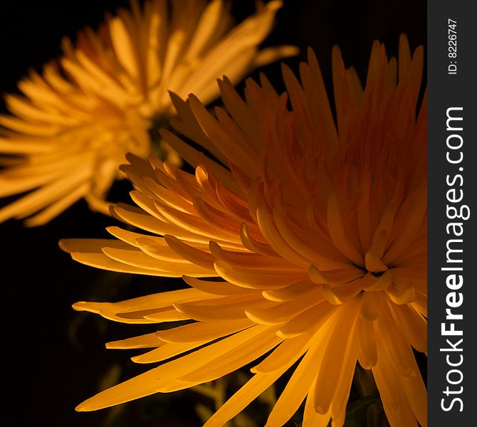 Yellow Chrysanthemums on the black background with soft light