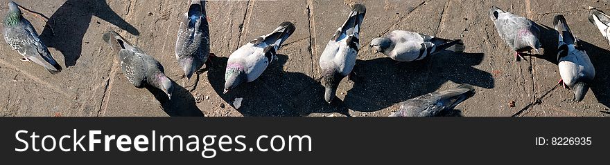 Feeding pigeons in the park in a panorama view