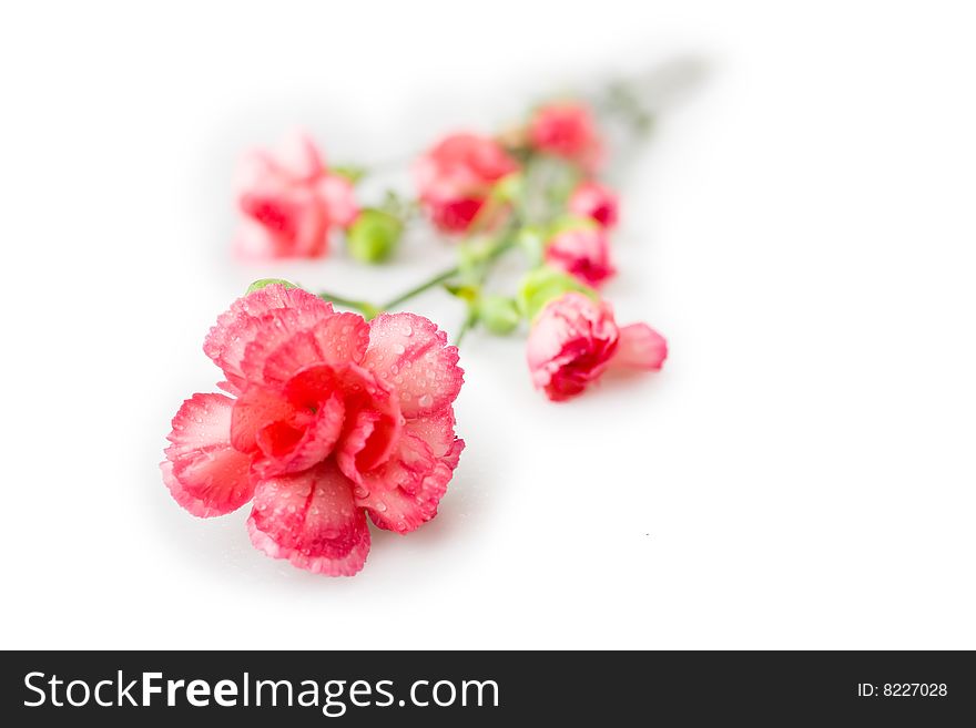 Carnations isolated on white background