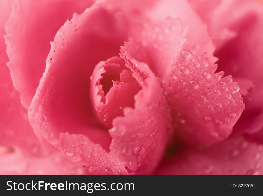 Macro of carnation with drops