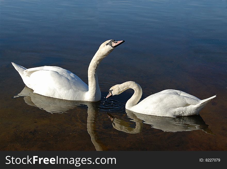 Two white swan in lake