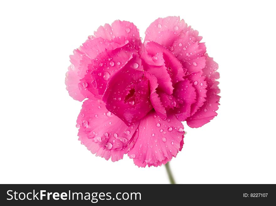 Macro of carnation isolated on white background