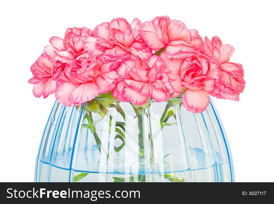 Carnations in transparent blue vase isolated on white background