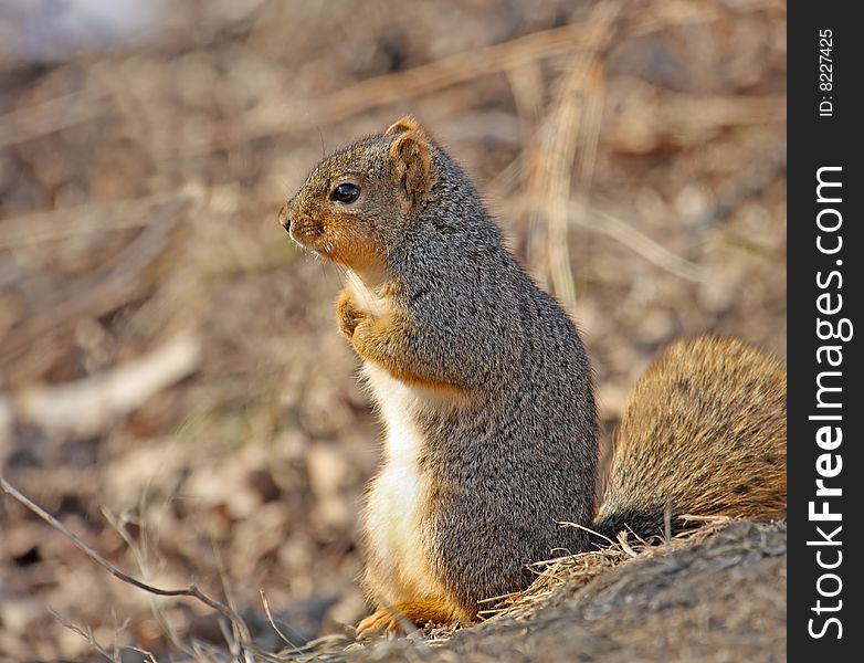 Profile of fox squirrel sitting up on the ground