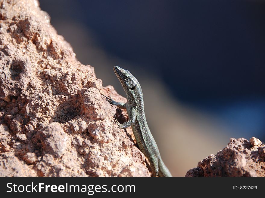 Lizard On Stone - Madeira Island