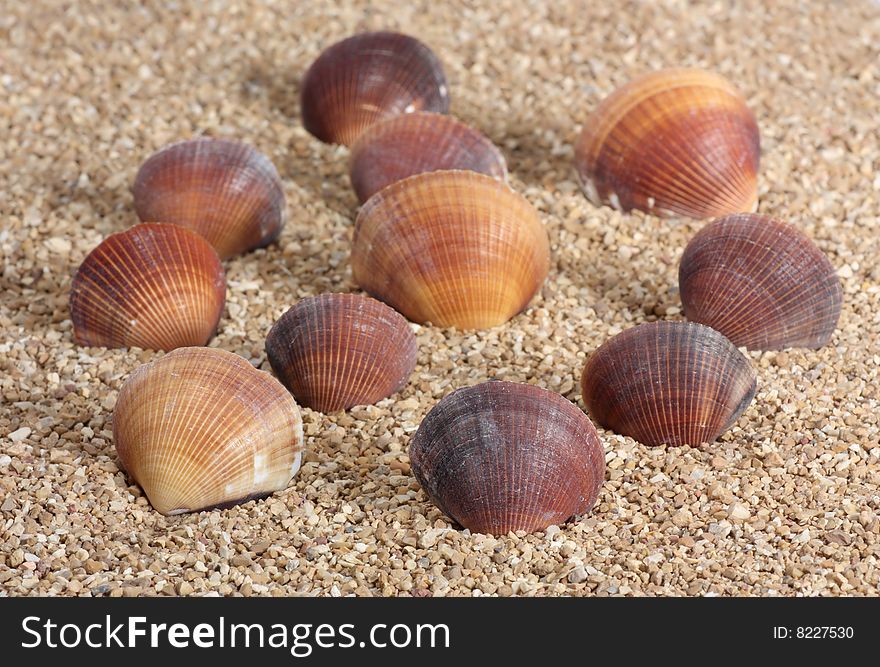 Cockle seashells sticking up out of the sand