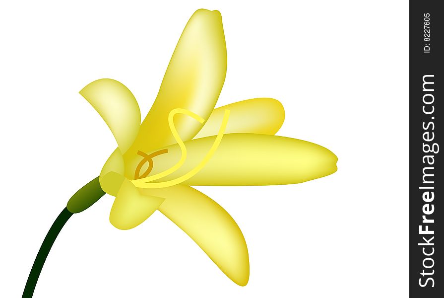 Yellow lily on white background, vector illustration
