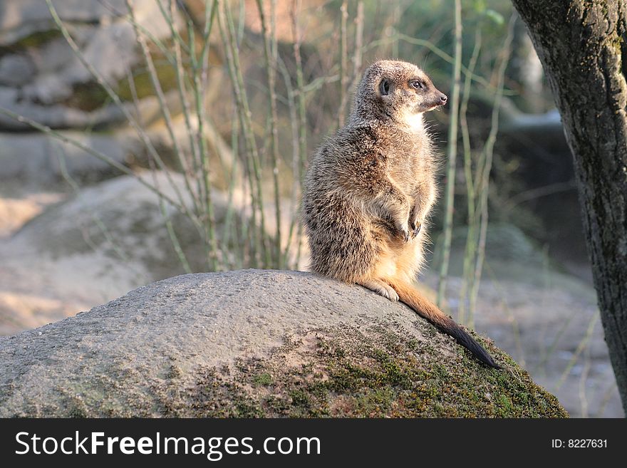 A meerkat suricat wait and watching for danger. A meerkat suricat wait and watching for danger