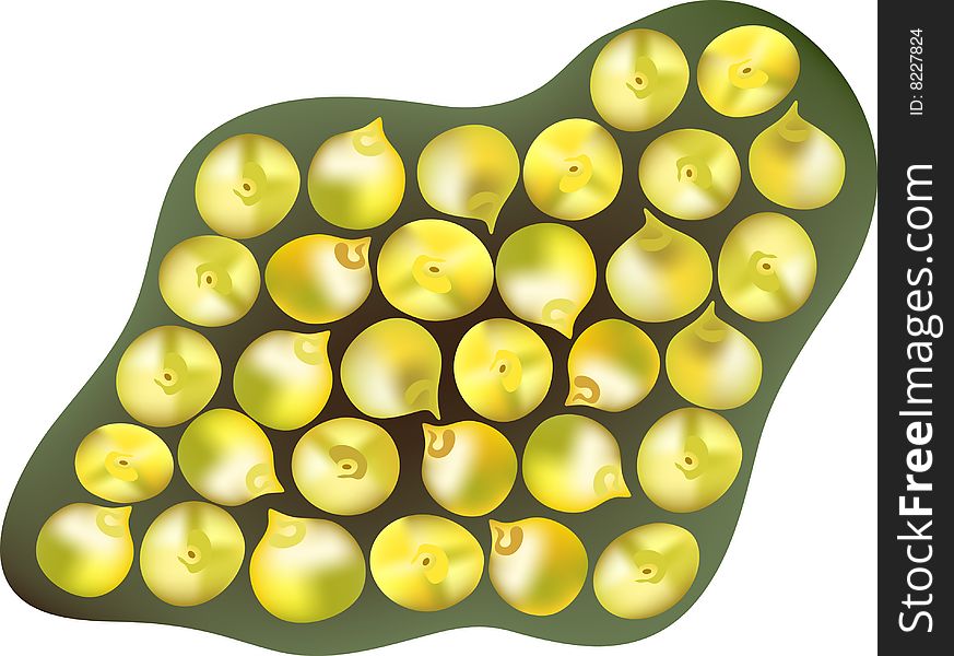 Vector illustratopn of fresh lemons on green background