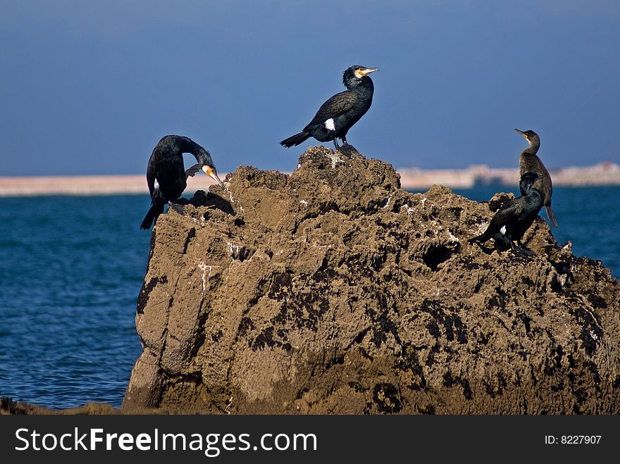 Cormorants putting on a rock. Cormorants putting on a rock.