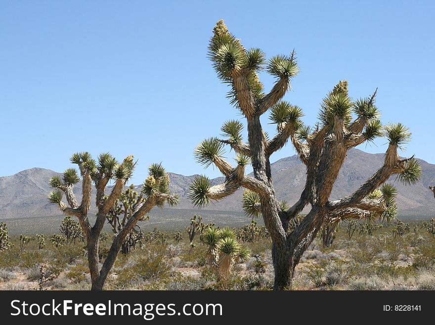 Joshua Trees In Mojave Desert