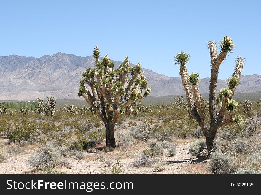 Joshua trees in Mojave Desert