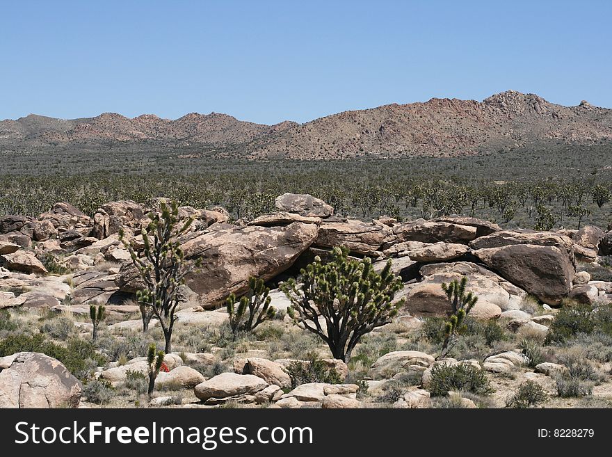 Joshua Trees In Mojave Desert