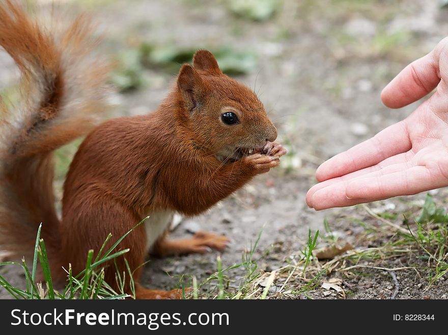 Squirrel Eating Hazelnut