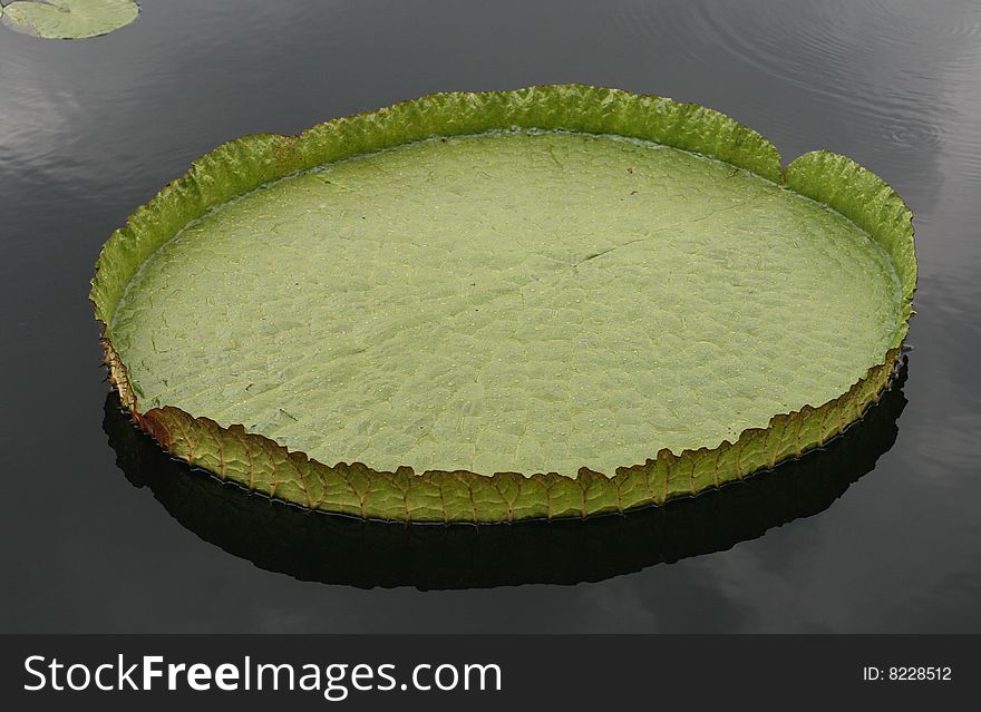 Water-platter in a pond