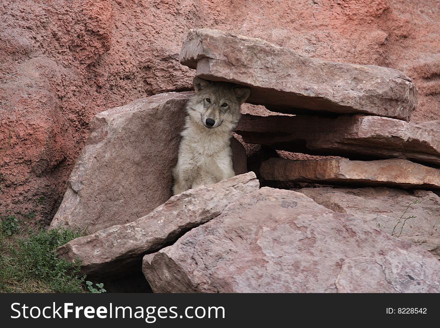 A wolf pup in a park in Custer, SD. A wolf pup in a park in Custer, SD.