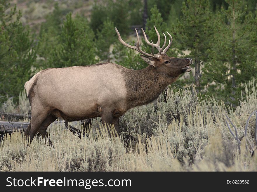 A bull elk in Yellowstone National park. A bull elk in Yellowstone National park
