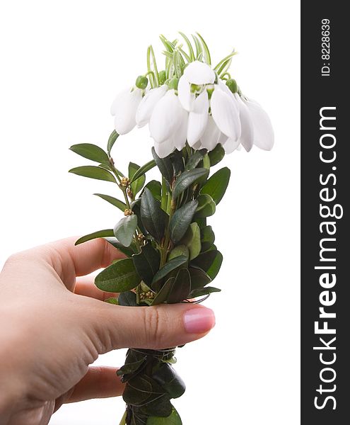 Hand giving snowdrops isolated on wnite