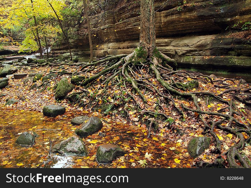 Numerous tree roots and boulders alongside a stream in autumn