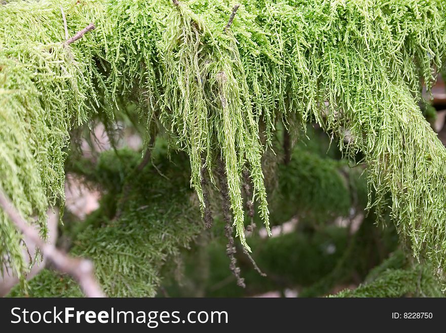 Green moss on a trunk
